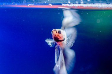 Savaşçı Siyam Balığı (Betta ihtişamlı), diğer adıyla Beta Balığı