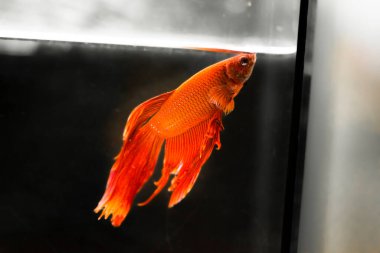 Savaşçı Siyam Balığı (Betta ihtişamlı), diğer adıyla Beta Balığı