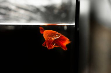 Savaşçı Siyam Balığı (Betta ihtişamlı), diğer adıyla Beta Balığı