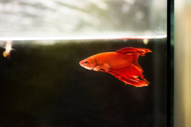 Savaşçı Siyam Balığı (Betta ihtişamlı), diğer adıyla Beta Balığı