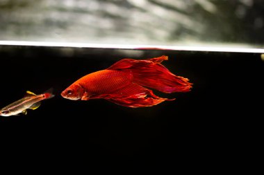 Savaşçı Siyam Balığı (Betta ihtişamlı), diğer adıyla Beta Balığı