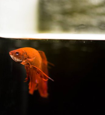 Savaşçı Siyam Balığı (Betta ihtişamlı), diğer adıyla Beta Balığı