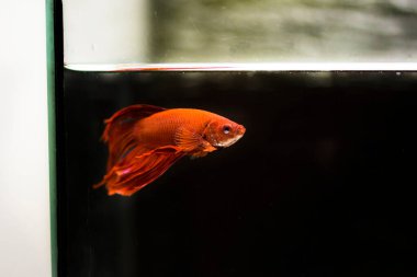 Savaşçı Siyam Balığı (Betta ihtişamlı), diğer adıyla Beta Balığı