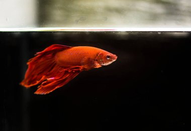 Savaşçı Siyam Balığı (Betta ihtişamlı), diğer adıyla Beta Balığı