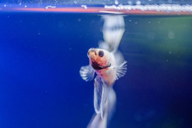 Savaşçı Siyam Balığı (Betta ihtişamlı), diğer adıyla Beta Balığı