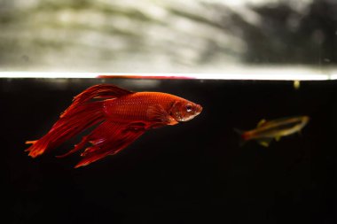 Savaşçı Siyam Balığı (Betta ihtişamlı), diğer adıyla Beta Balığı