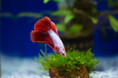 Savaşçı Siyam Balığı (Betta ihtişamlı), diğer adıyla Beta Balığı