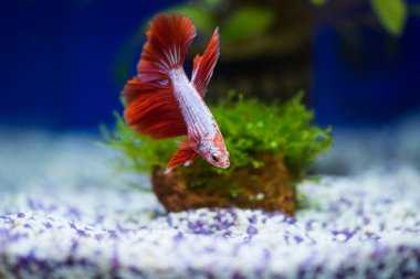 Savaşçı Siyam Balığı (Betta ihtişamlı), diğer adıyla Beta Balığı