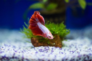 Savaşçı Siyam Balığı (Betta ihtişamlı), diğer adıyla Beta Balığı