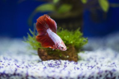 Savaşçı Siyam Balığı (Betta ihtişamlı), diğer adıyla Beta Balığı