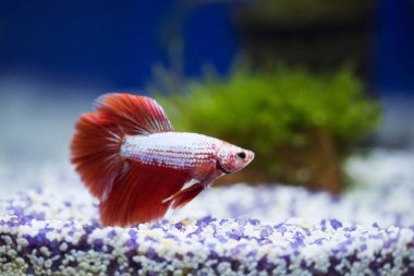 Savaşçı Siyam Balığı (Betta ihtişamlı), diğer adıyla Beta Balığı