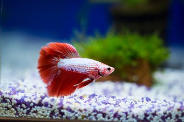 Savaşçı Siyam Balığı (Betta ihtişamlı), diğer adıyla Beta Balığı