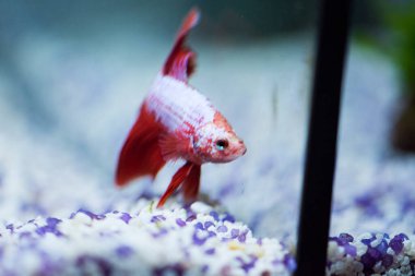 Savaşçı Siyam Balığı (Betta ihtişamlı), diğer adıyla Beta Balığı