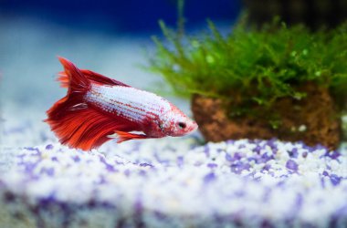 Savaşçı Siyam Balığı (Betta ihtişamlı), diğer adıyla Beta Balığı