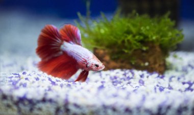 Savaşçı Siyam Balığı (Betta ihtişamlı), diğer adıyla Beta Balığı