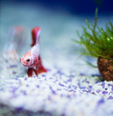 Savaşçı Siyam Balığı (Betta ihtişamlı), diğer adıyla Beta Balığı