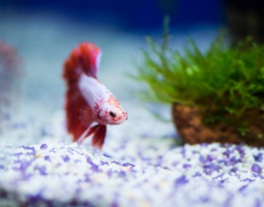 Savaşçı Siyam Balığı (Betta ihtişamlı), diğer adıyla Beta Balığı