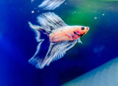 Savaşçı Siyam Balığı (Betta ihtişamlı), diğer adıyla Beta Balığı