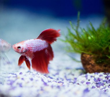 Savaşçı Siyam Balığı (Betta ihtişamlı), diğer adıyla Beta Balığı