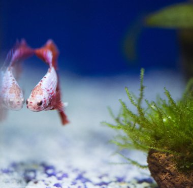 Savaşçı Siyam Balığı (Betta ihtişamlı), diğer adıyla Beta Balığı