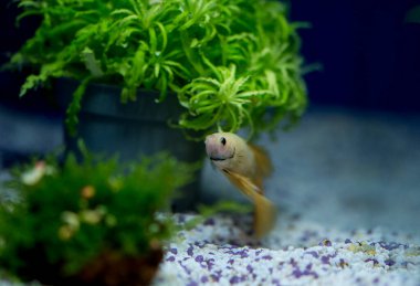 Savaşçı Siyam Balığı (Betta ihtişamlı), diğer adıyla Beta Balığı