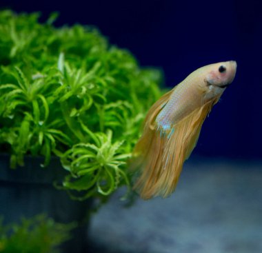 Savaşçı Siyam Balığı (Betta ihtişamlı), diğer adıyla Beta Balığı