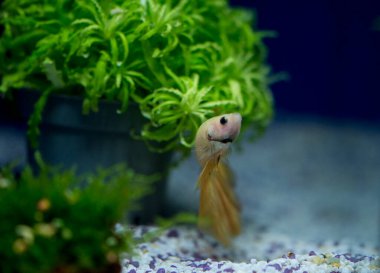 Savaşçı Siyam Balığı (Betta ihtişamlı), diğer adıyla Beta Balığı