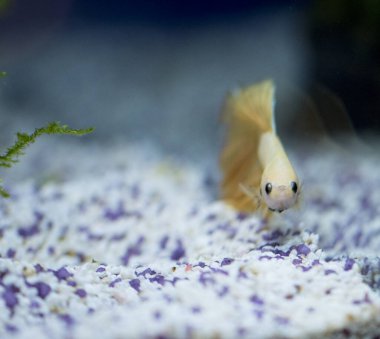 Savaşçı Siyam Balığı (Betta ihtişamlı), diğer adıyla Beta Balığı