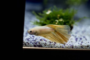 Savaşçı Siyam Balığı (Betta ihtişamlı), diğer adıyla Beta Balığı