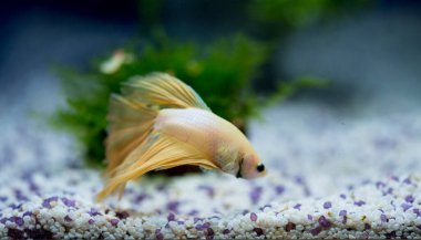 Savaşçı Siyam Balığı (Betta ihtişamlı), diğer adıyla Beta Balığı