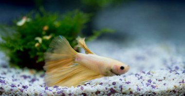 Savaşçı Siyam Balığı (Betta ihtişamlı), diğer adıyla Beta Balığı