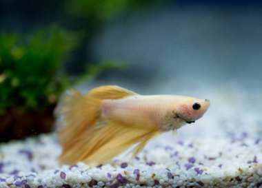 Savaşçı Siyam Balığı (Betta ihtişamlı), diğer adıyla Beta Balığı