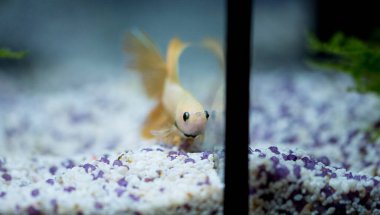 Savaşçı Siyam Balığı (Betta ihtişamlı), diğer adıyla Beta Balığı