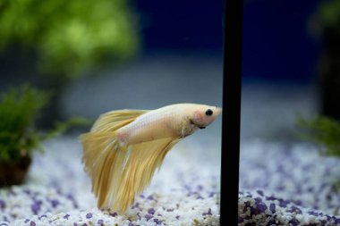 Savaşçı Siyam Balığı (Betta ihtişamlı), diğer adıyla Beta Balığı