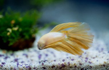 Savaşçı Siyam Balığı (Betta ihtişamlı), diğer adıyla Beta Balığı