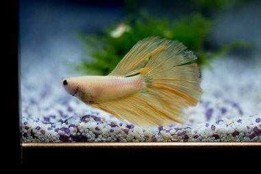 Savaşçı Siyam Balığı (Betta ihtişamlı), diğer adıyla Beta Balığı