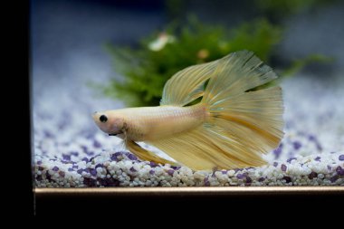 Savaşçı Siyam Balığı (Betta ihtişamlı), diğer adıyla Beta Balığı