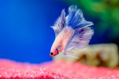 Savaşçı Siyam Balığı (Betta ihtişamlı), diğer adıyla Beta Balığı