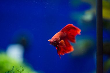 Savaşçı Siyam Balığı (Betta ihtişamlı), diğer adıyla Beta Balığı