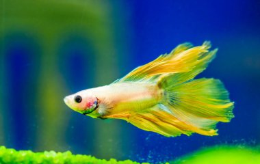 Savaşçı Siyam Balığı (Betta ihtişamlı), diğer adıyla Beta Balığı