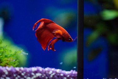 Savaşçı Siyam Balığı (Betta ihtişamlı), diğer adıyla Beta Balığı