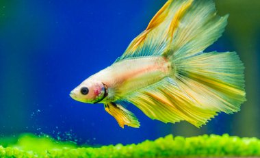 Savaşçı Siyam Balığı (Betta ihtişamlı), diğer adıyla Beta Balığı