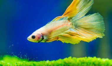 Savaşçı Siyam Balığı (Betta ihtişamlı), diğer adıyla Beta Balığı