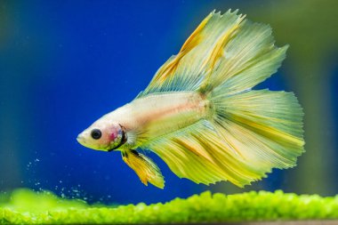 Savaşçı Siyam Balığı (Betta ihtişamlı), diğer adıyla Beta Balığı