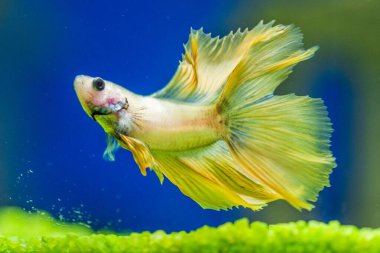 Savaşçı Siyam Balığı (Betta ihtişamlı), diğer adıyla Beta Balığı