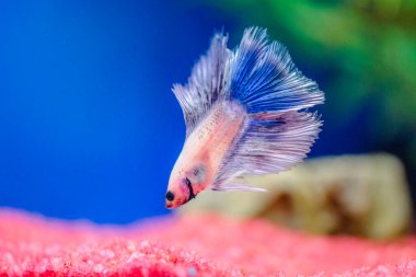 Savaşçı Siyam Balığı (Betta ihtişamlı), diğer adıyla Beta Balığı