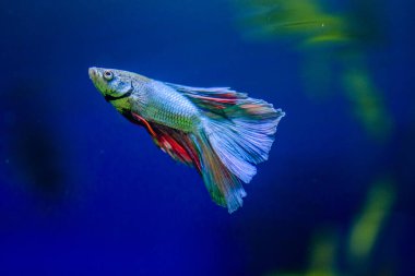 Savaşçı Siyam Balığı (Betta ihtişamlı), diğer adıyla Beta Balığı