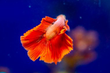 Savaşçı Siyam Balığı (Betta ihtişamlı), diğer adıyla Beta Balığı