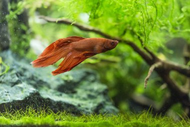 Savaşçı Siyam Balığı (Betta ihtişamlı), diğer adıyla Beta Balığı