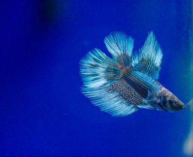 Savaşçı Siyam Balığı (Betta ihtişamlı), diğer adıyla Beta Balığı